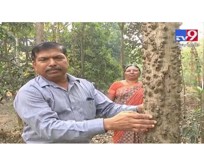 જે કામ દેશનો કોઈ ખેડૂત ના કરી શક્યો એ કામ આ ટીચર પતિ -પત્નીએ કરી બતાવ્યું, વલસાડમાં ઉભું કર્યું ઔષધિઓનું સામ્રાજ્ય જેનાથી બચી રહી છે સામાન્ય લોકોની જિંદગી