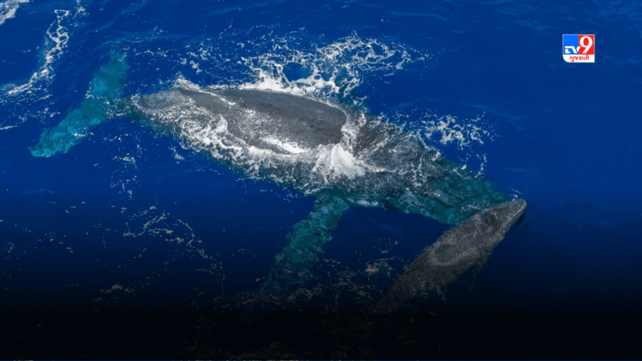 Sydney News: ઓસ્ટ્રેલિયન સમુદ્ર ક્ષેત્રમાં બોટ સાથે વ્હેલ અથડાતાં એક વ્યક્તિનું થયું મોત, નેશનલ સેફ બોટિંગ વીક દરમ્યાન બની ઘટના