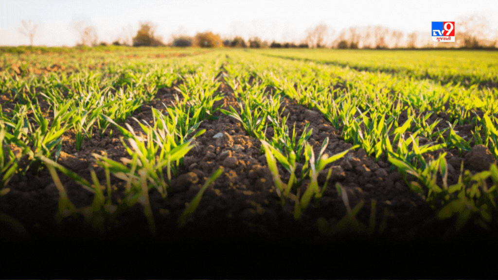 Farming in October: ખેડૂતોએ ઓક્ટોબર મહિનામાં ખેતી કરતી વખતે આ બાબતોનું ...